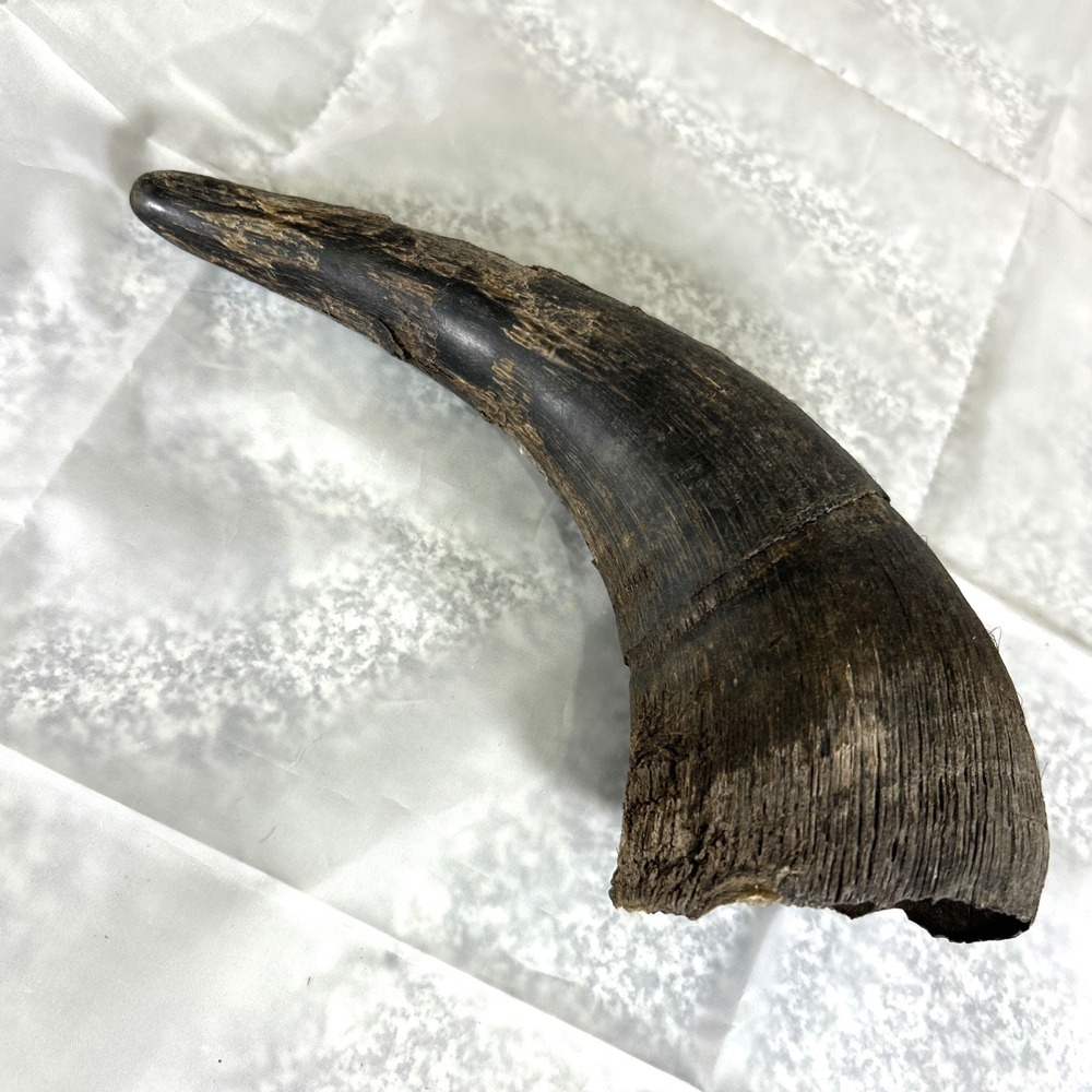 American Bison Buffalo Horn Southwest Art Crafts 7" Medium Black Raw Unfinished